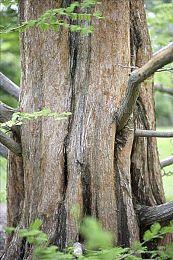 《天外世界》新版本泄露 登陆PC、PS5和Xbox Series X|S